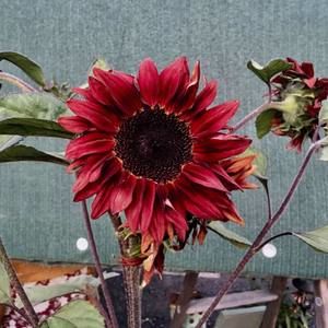 Meet your Posher, Mary jo